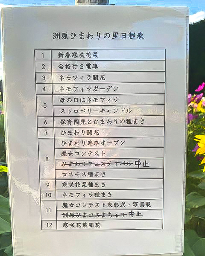 洲原ひまわりの里、10月秋の花、岐阜県美濃市の観光・撮影スポットの画像と写真