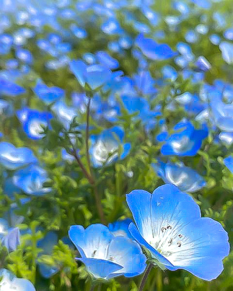 浜名湖ガーデンパーク、ネモフィラ、4月春の花、静岡県浜松市の観光・撮影スポットの名所