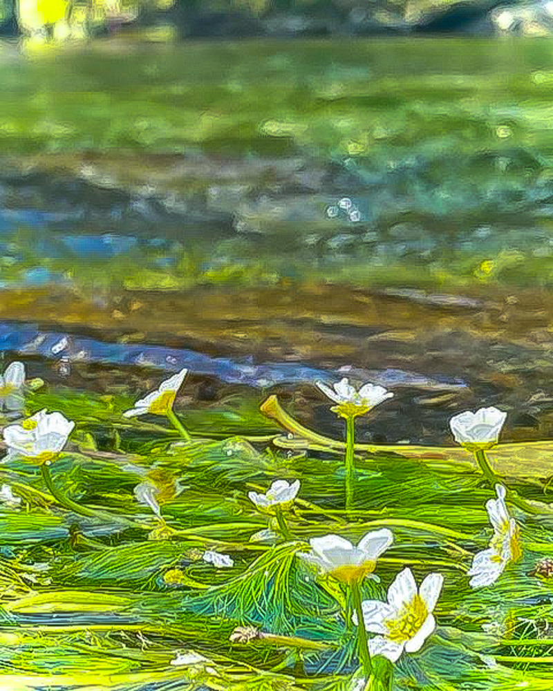 醒井（さめがい）地蔵川の梅花藻、夏８月、滋賀県米原市の観光・撮影スポットの名所