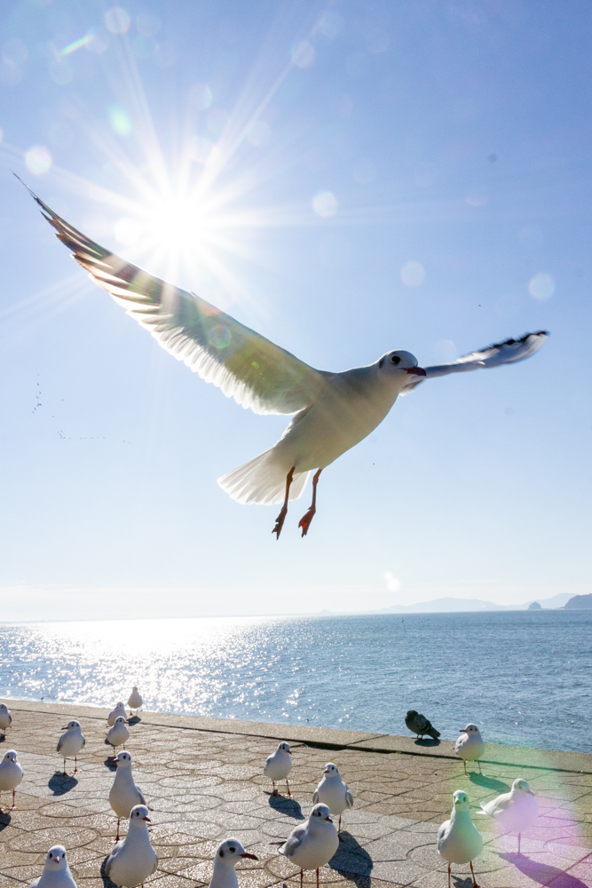 蒲郡・竹島、ユリカモメ、鳥や動く被写体の撮影、シャッタースピード優先モード、1月冬、愛知県蒲郡市の観光・撮影スポットの名所