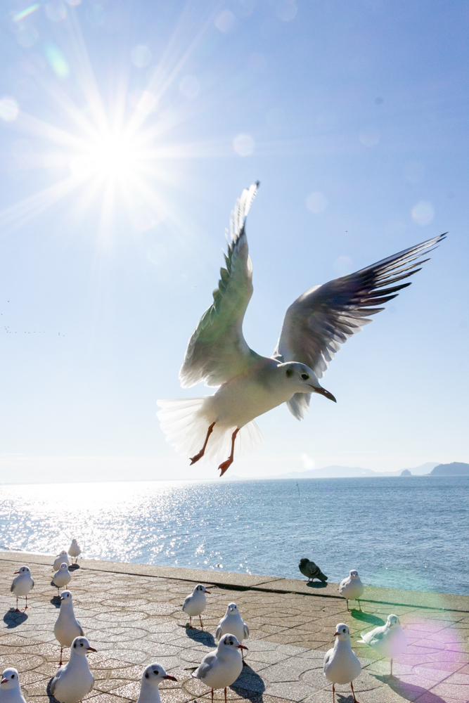 蒲郡・竹島、ユリカモメ、鳥や動く被写体の撮影、シャッタースピード優先モード、1月冬、愛知県蒲郡市の観光・撮影スポットの名所