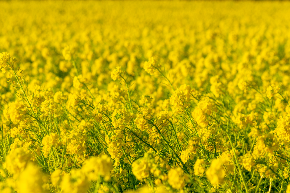 加治の花畑、菜の花、1月の春の花、愛知県田原市の観光・撮影スポットの画像と写真