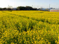 加治の花畑、菜の花、1月の春の花、愛知県田原市の観光・撮影スポットの画像と写真