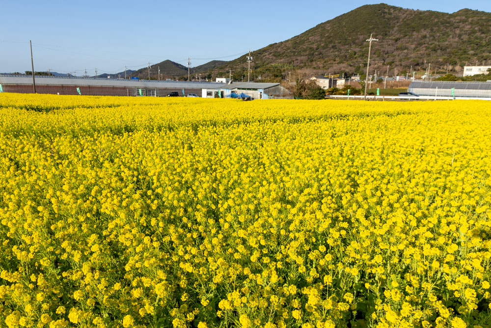 加治の花畑、菜の花、1月の春の花、愛知県田原市の観光・撮影スポットの画像と写真