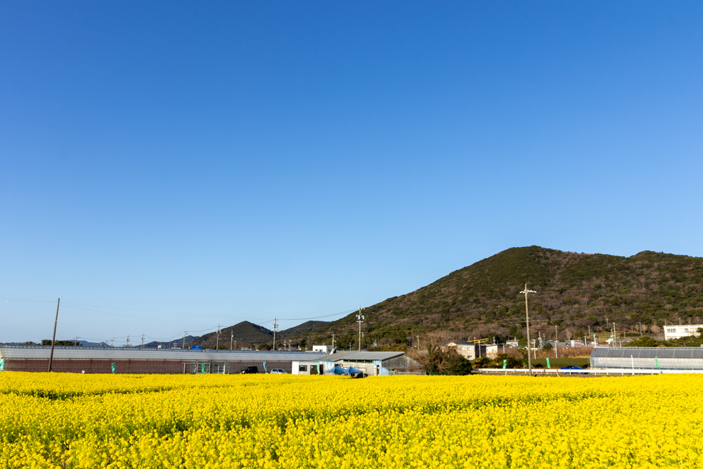 加治の花畑、菜の花、1月の春の花、愛知県田原市の観光・撮影スポットの画像と写真
