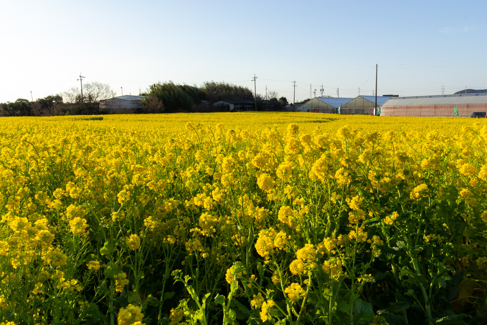 加治の花畑、菜の花、1月の春の花、愛知県田原市の観光・撮影スポットの画像と写真