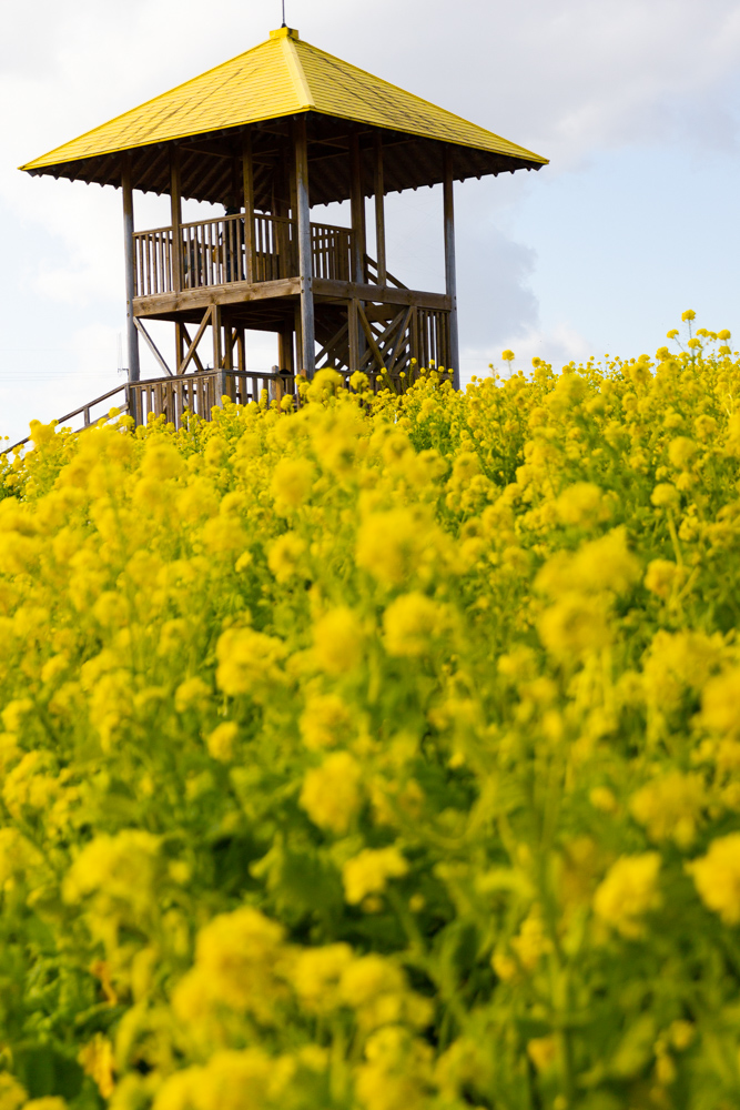 愛知牧場、菜の花、1月春の花、愛知県日進市の観光・撮影スポットの画像と写真