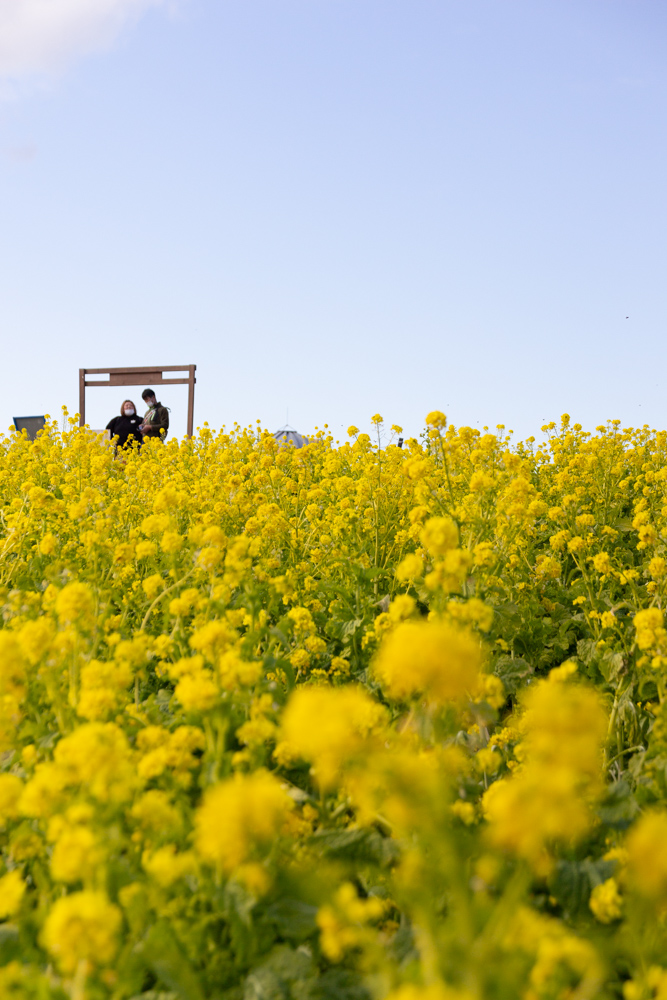 愛知牧場、菜の花撮影の仕方、標準ズームレンズ撮影テクニック、春の撮影方法、1月冬、愛知県日進市の観光・撮影スポットの名所