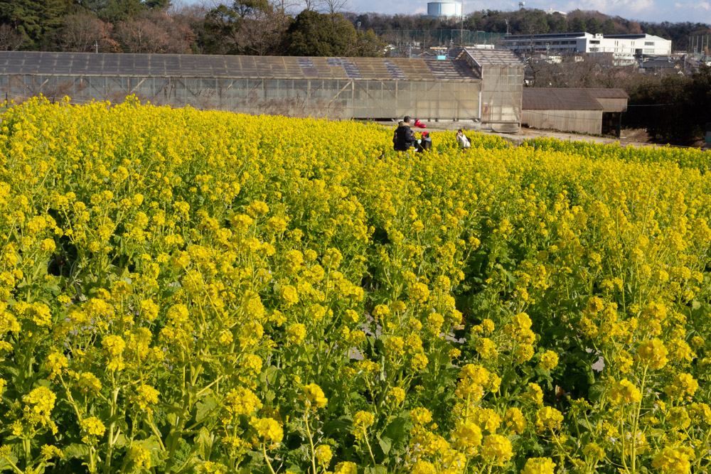 愛知牧場、菜の花、1月春の花、愛知県日進市の観光・撮影スポットの画像と写真