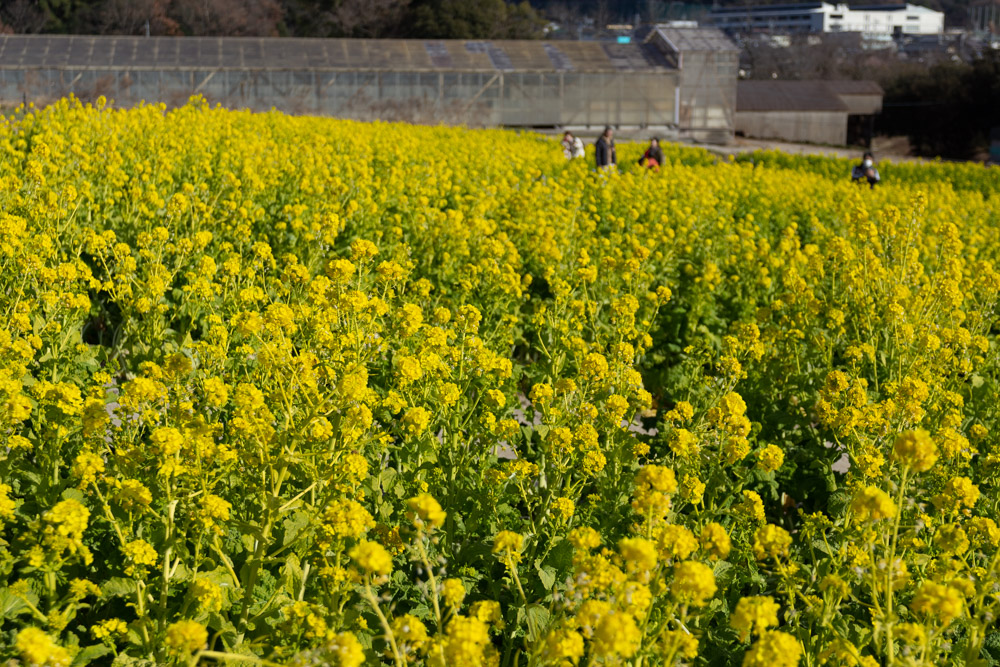 愛知牧場、菜の花撮影の仕方、標準ズームレンズ撮影テクニック、春の撮影方法、1月冬、愛知県日進市の観光・撮影スポットの名所