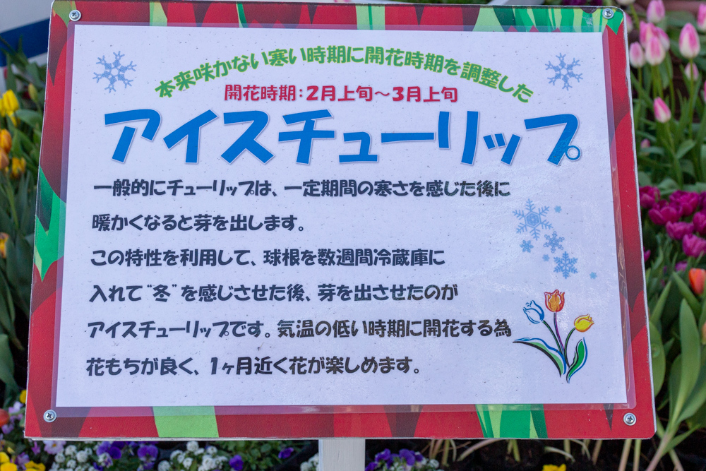 木曽三川公園センター、アイスチューリップ、望遠ズームレンズ撮影テクニック、1月冬、岐阜県海津市の観光・撮影スポットの名所