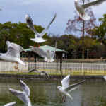 白鳥公園、ユリカモメ、１月冬、名古屋市熱田区の観光・撮影スポットの名所
