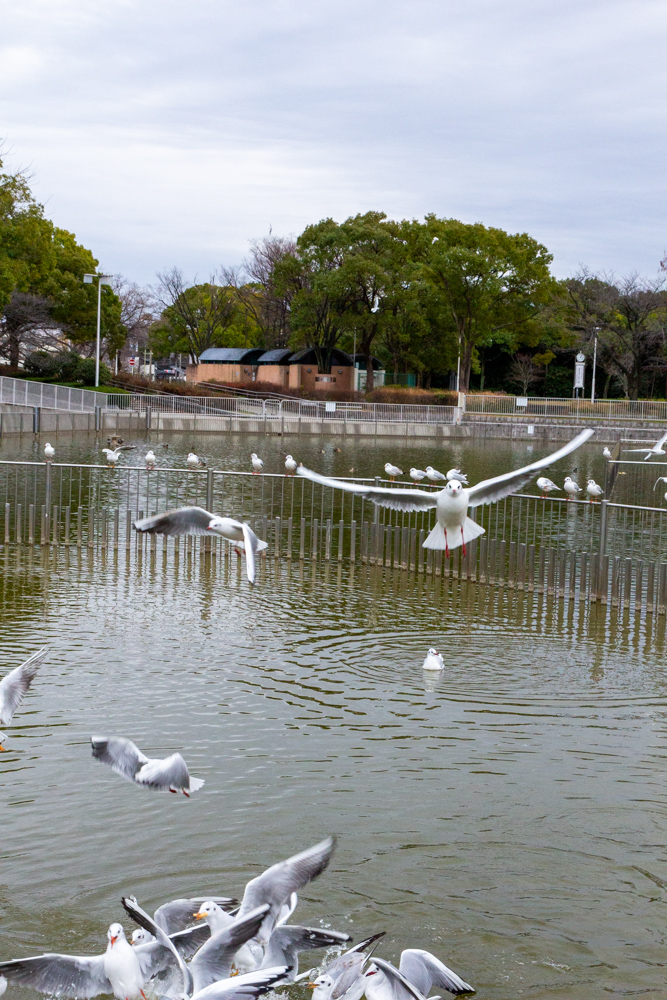 白鳥公園、ユリカモメ、１月冬、名古屋市熱田区の観光・撮影スポットの名所