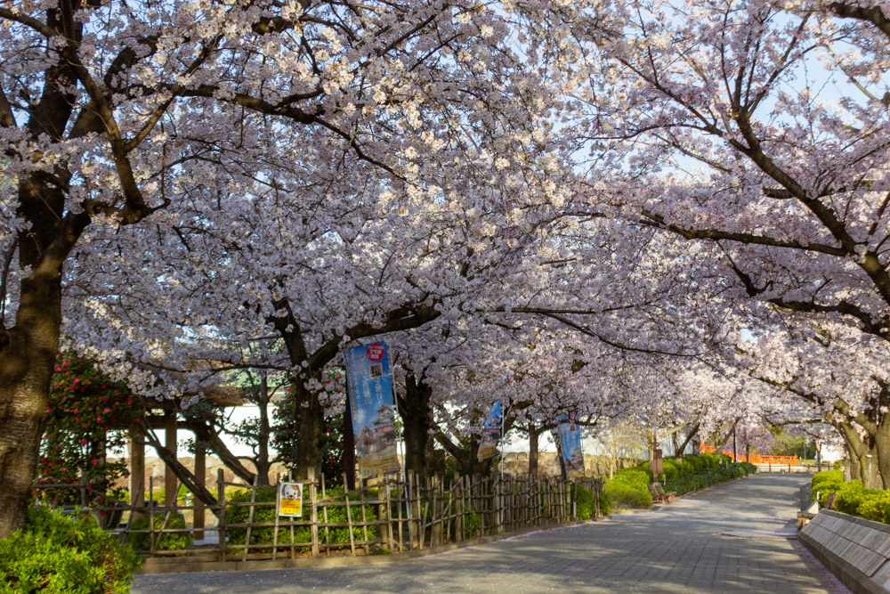 清洲古城跡公園 、桜、3月の春の花、愛知県清須市の観光・撮影スポットの画像と写真