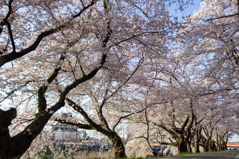 清洲古城跡公園 、桜、3月の春の花、愛知県清須市の観光・撮影スポットの画像と写真