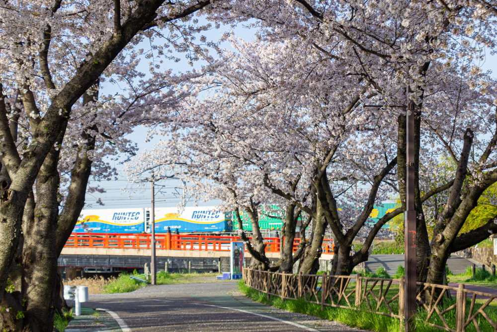 清洲古城跡公園 、桜、3月の春の花、愛知県清須市の観光・撮影スポットの画像と写真