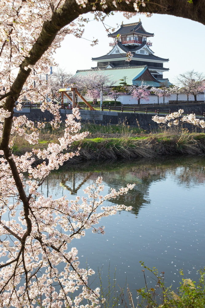 清州城、桜、3月の春の花、愛知県清須市の観光・撮影スポットの画像と写真