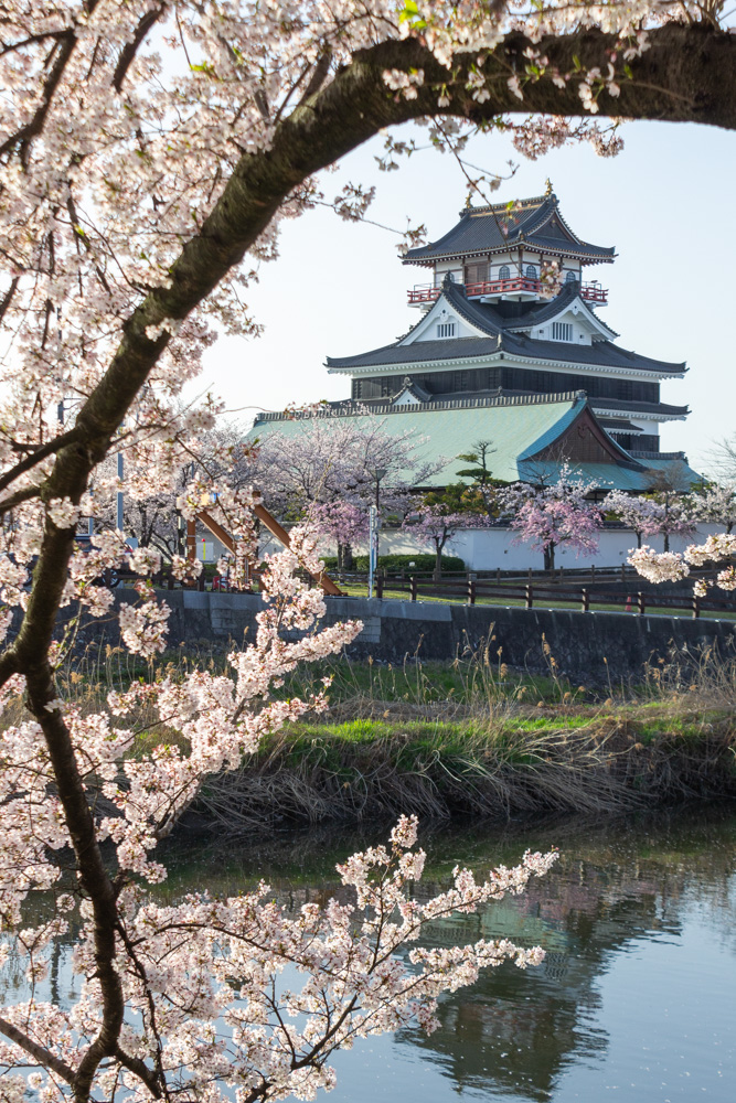 清州城、桜、3月の春の花、愛知県清須市の観光・撮影スポットの画像と写真