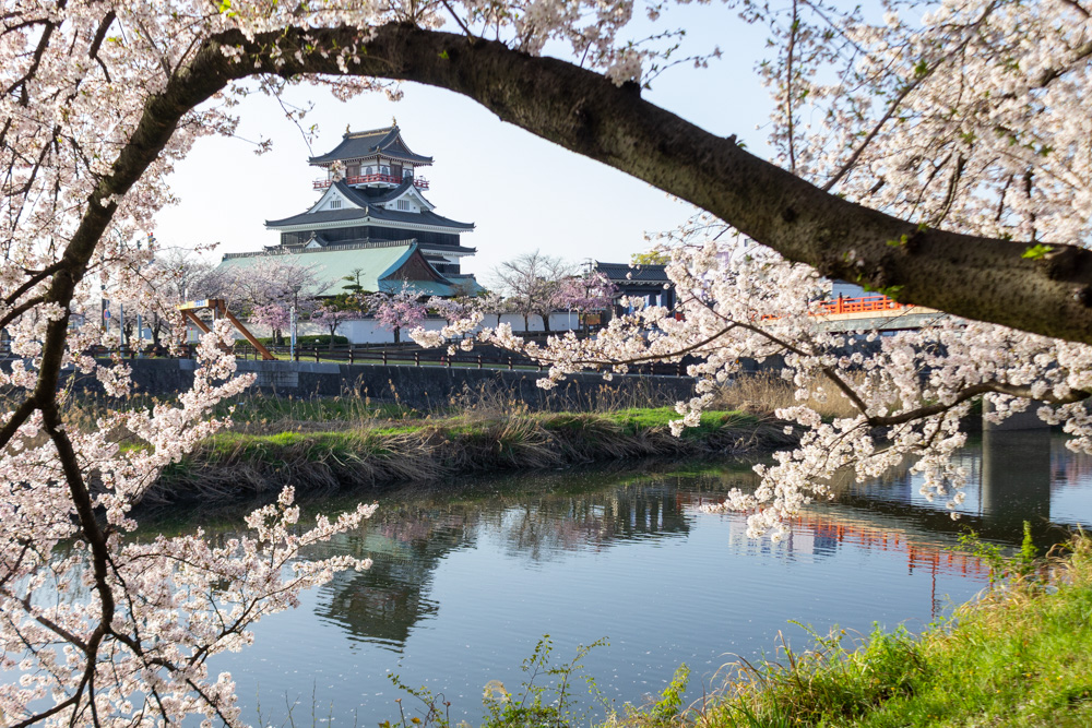 清州城、桜、3月の春の花、愛知県清須市の観光・撮影スポットの画像と写真