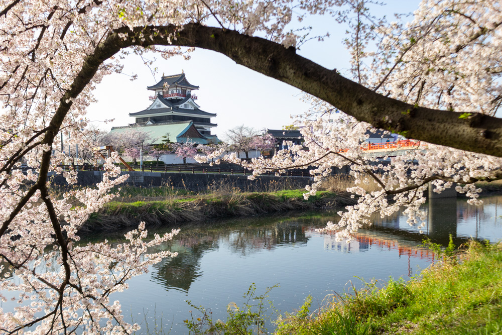 清州城、桜、3月の春の花、愛知県清須市の観光・撮影スポットの画像と写真