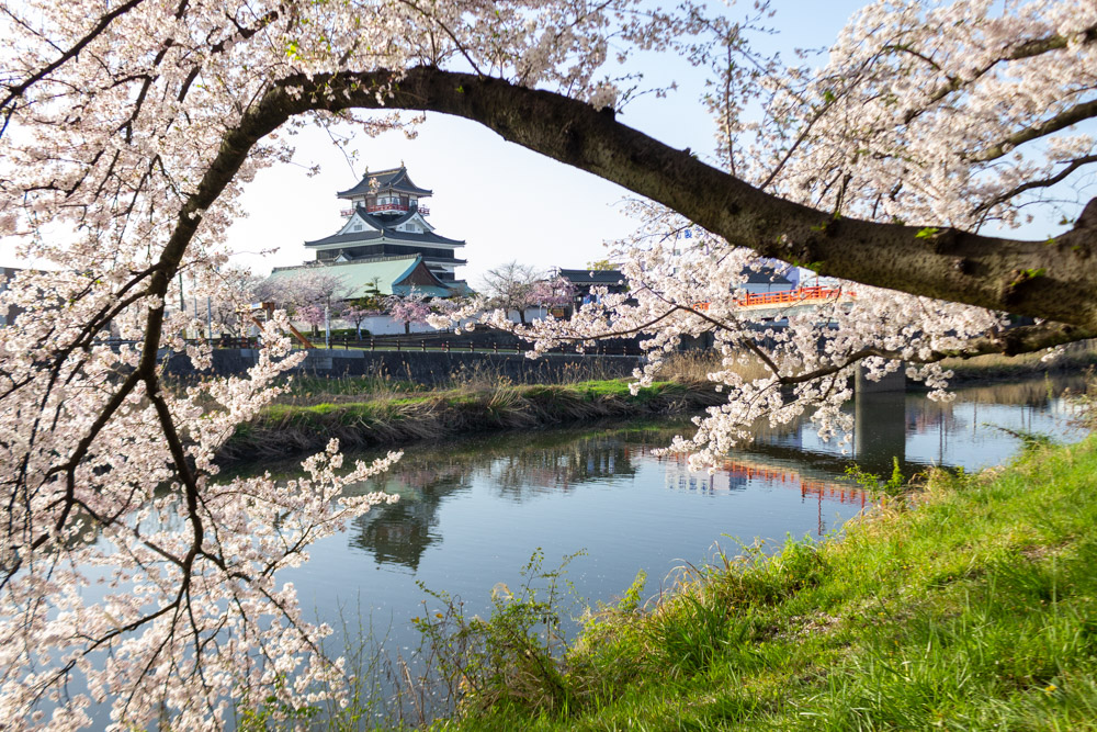 清州城、桜、3月の春の花、愛知県清須市の観光・撮影スポットの画像と写真