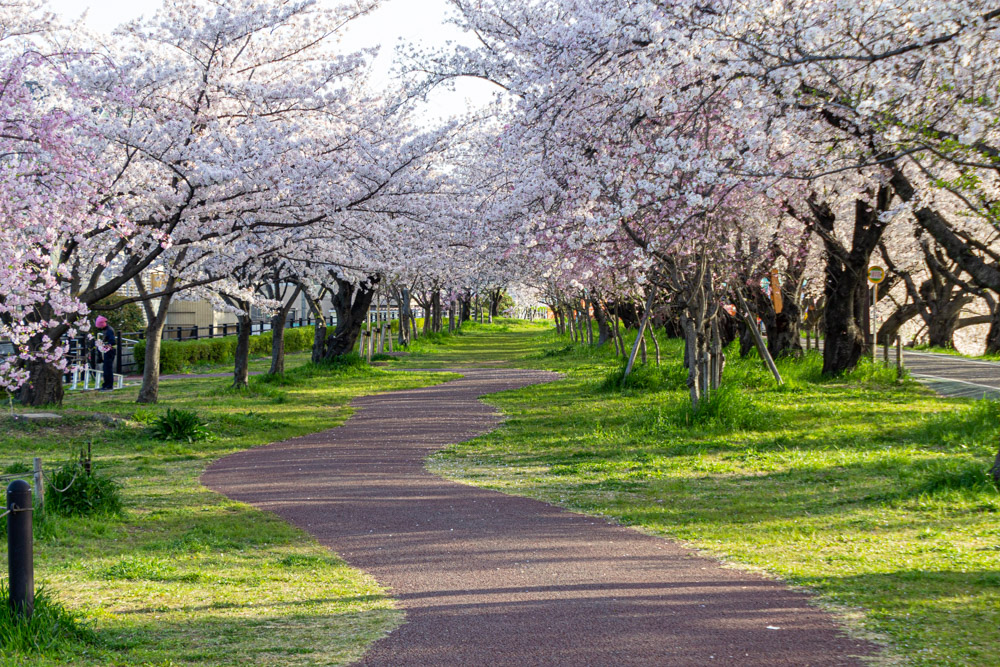 清洲古城跡公園 、桜、3月の春の花、愛知県清須市の観光・撮影スポットの画像と写真