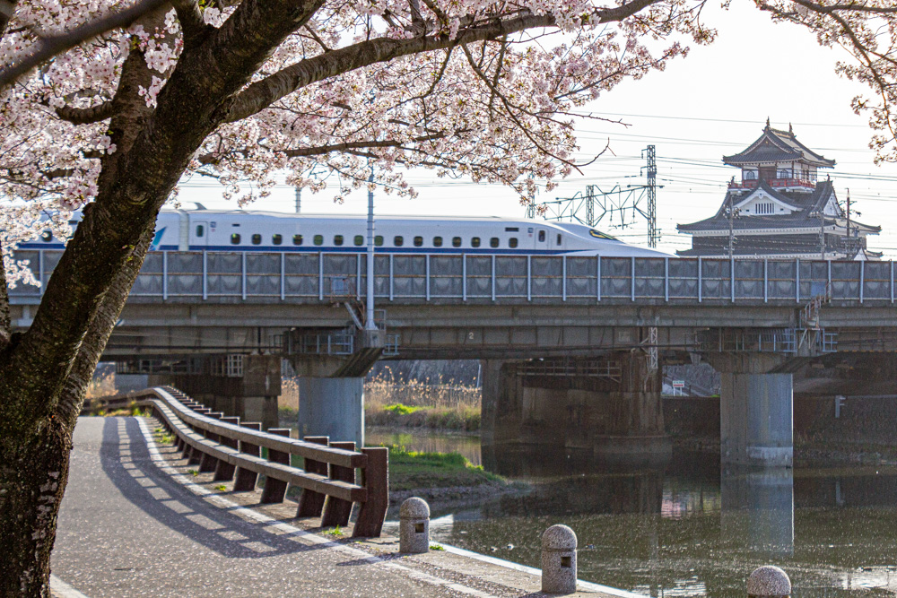 清洲城、新幹線・桜、3月の春の花、愛知県清須市の観光・撮影スポットの画像と写真