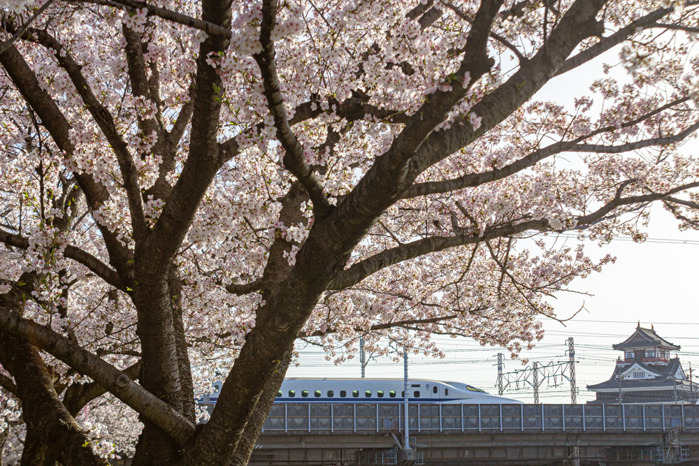 清洲城、新幹線・桜、3月の春の花、愛知県清須市の観光・撮影スポットの画像と写真