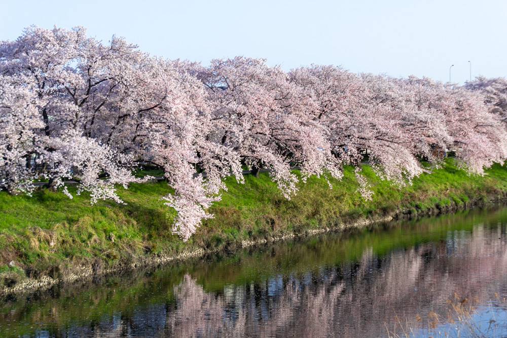 清洲古城跡公園 、桜、3月の春の花、愛知県清須市の観光・撮影スポットの画像と写真