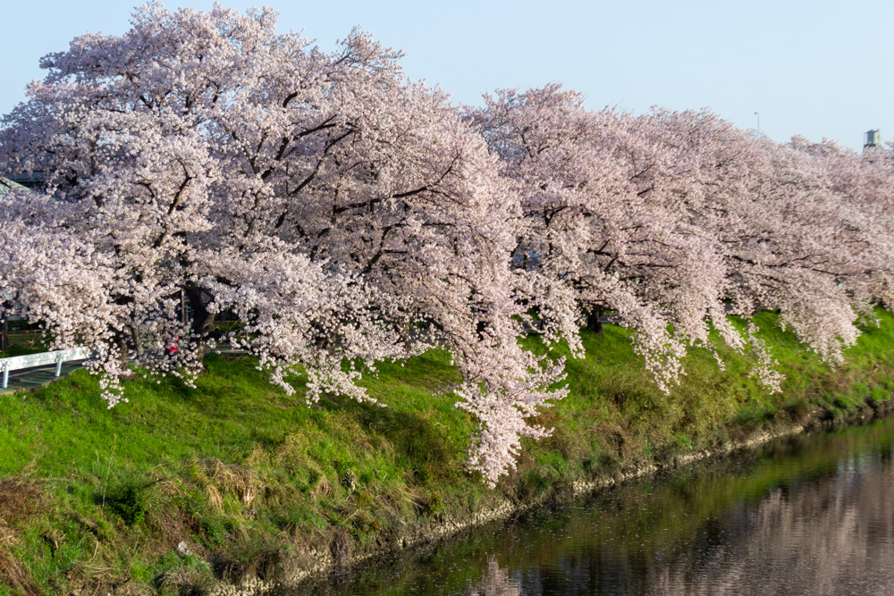 清洲古城跡公園 、桜、3月の春の花、愛知県清須市の観光・撮影スポットの画像と写真