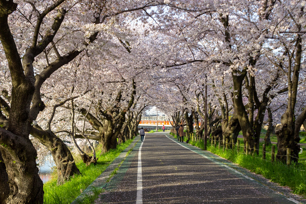 清洲古城跡公園 、桜、3月の春の花、愛知県清須市の観光・撮影スポットの画像と写真