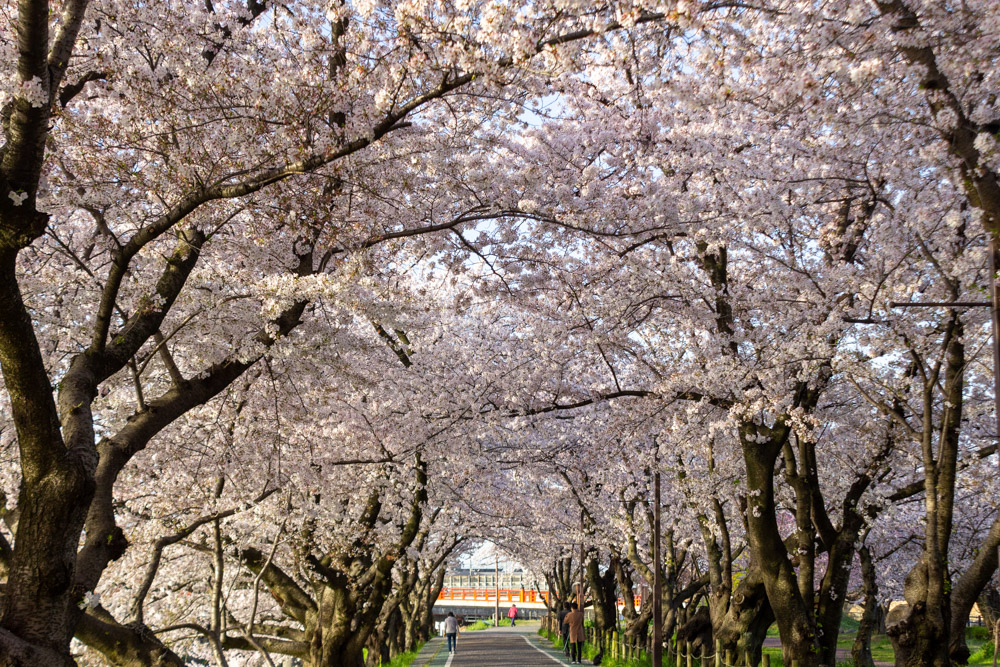 清洲古城跡公園 、桜、3月の春の花、愛知県清須市の観光・撮影スポットの画像と写真