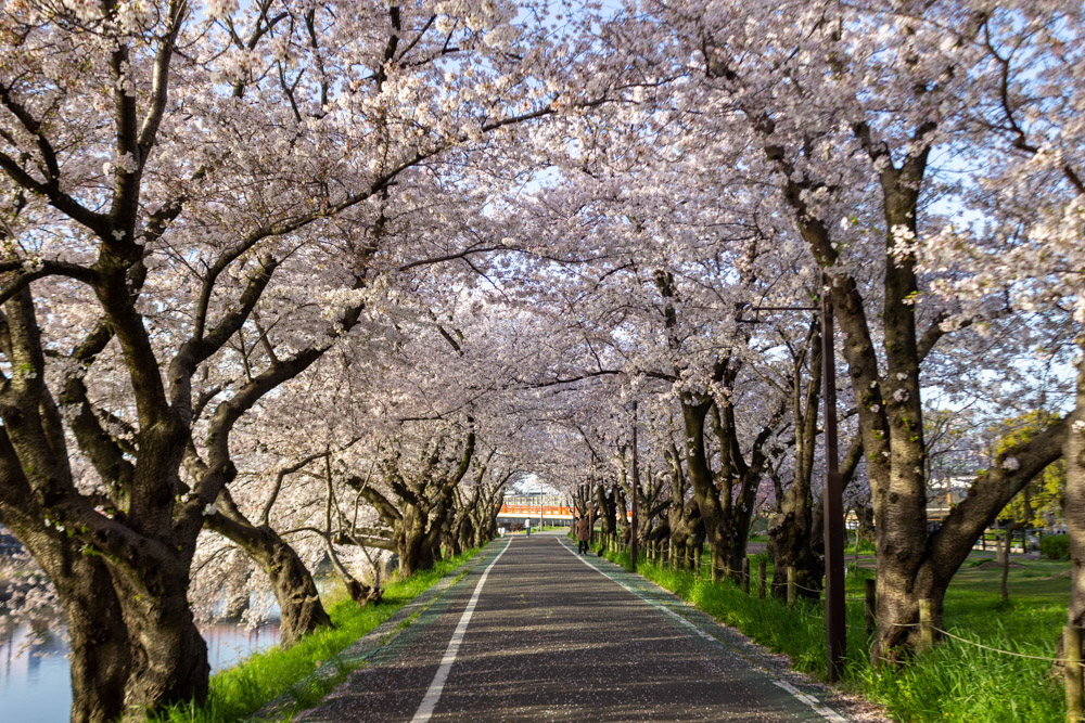 清洲古城跡公園 、桜、3月の春の花、愛知県清須市の観光・撮影スポットの画像と写真