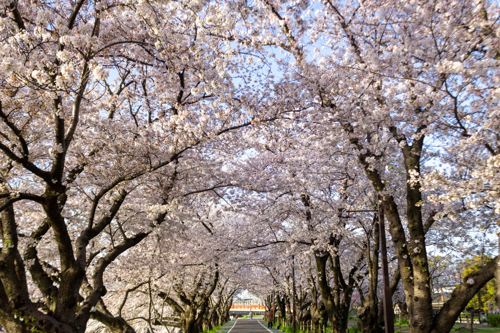 清洲古城跡公園 、桜、3月の春の花、愛知県清須市の観光・撮影スポットの画像と写真