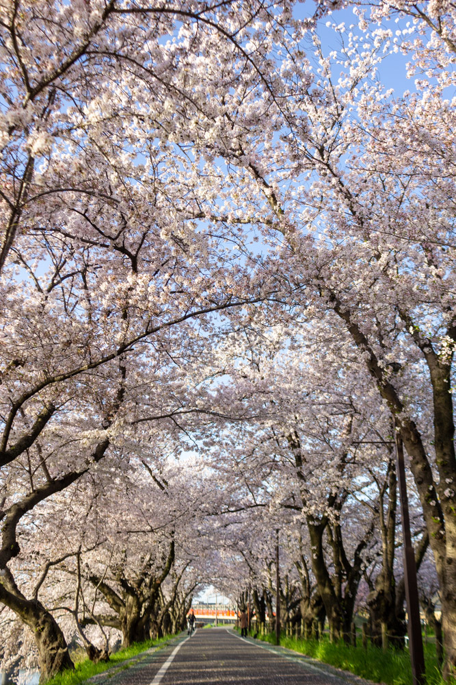 清洲古城跡公園 、桜、3月の春の花、愛知県清須市の観光・撮影スポットの画像と写真