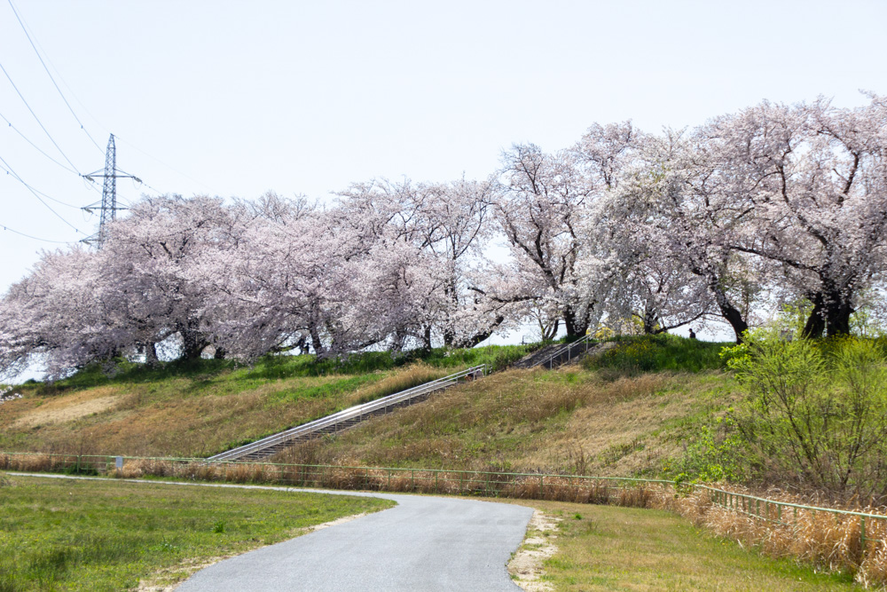 蛇池公園、桜、3月春の花、名古屋市西区の観光・撮影スポットの名所