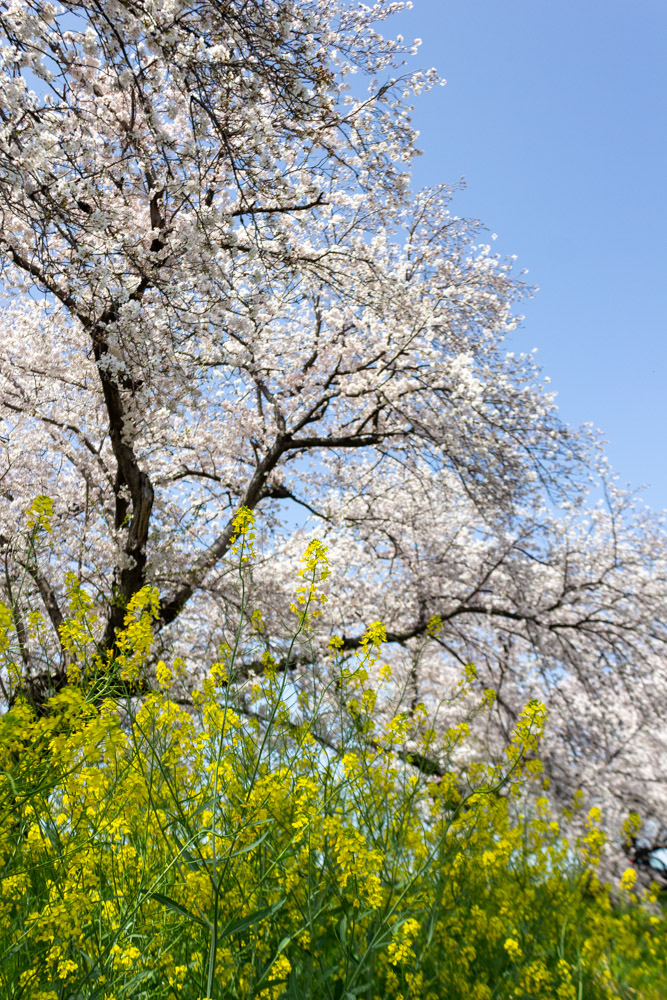 蛇池公園、桜、3月春の花、名古屋市西区の観光・撮影スポットの名所