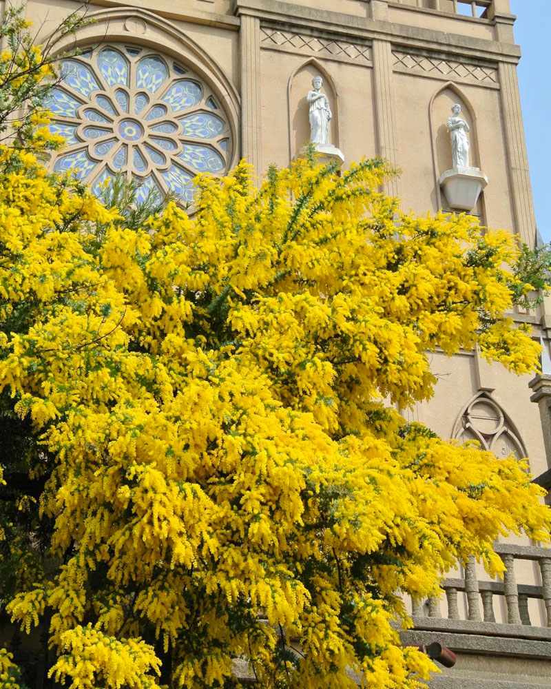 サンタガリシア大聖堂、ミモザ、3月春、岐阜県大垣市の観光・撮影スポットの名所