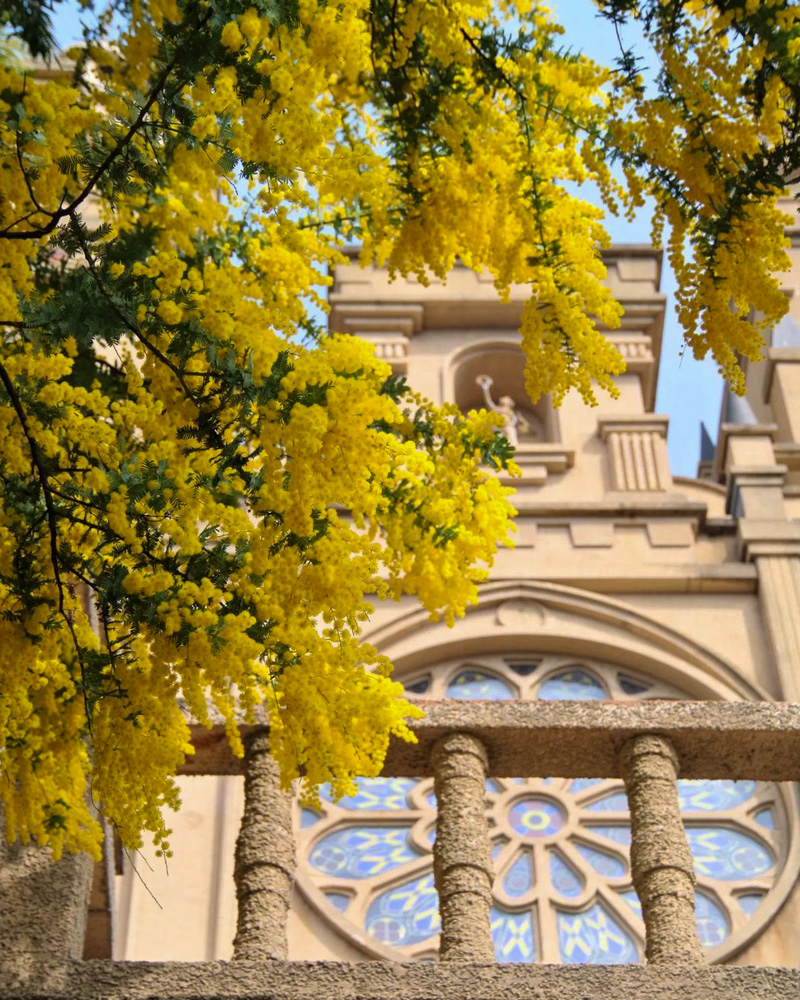 サンタガリシア大聖堂、ミモザ、3月春、岐阜県大垣市の観光・撮影スポットの名所