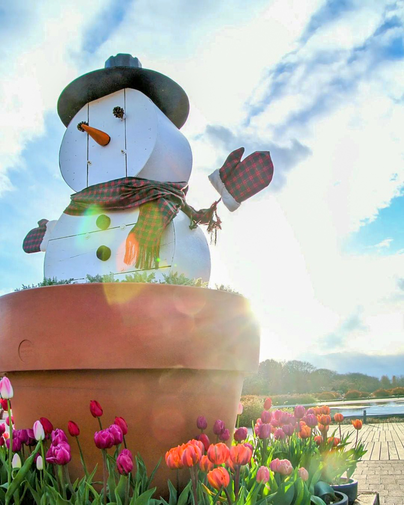 フラワーパーク江南 、スノーマン、12月冬の花、愛知県江南市の観光・撮影スポットの名所