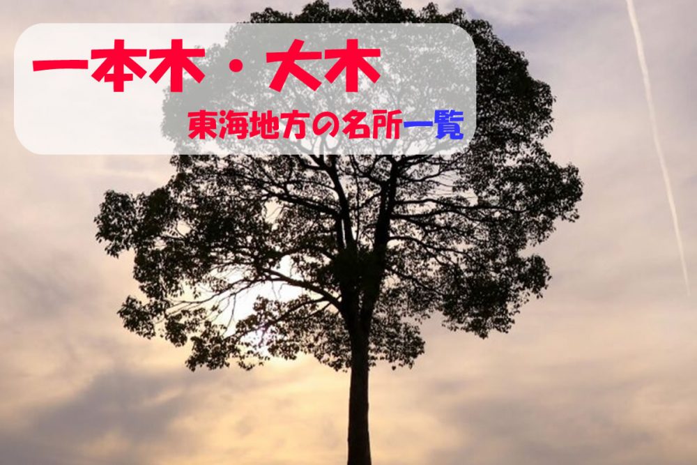一本木・大木の観光・撮影スポットの名所・名古屋市・愛知県「一本木・大木の名所」