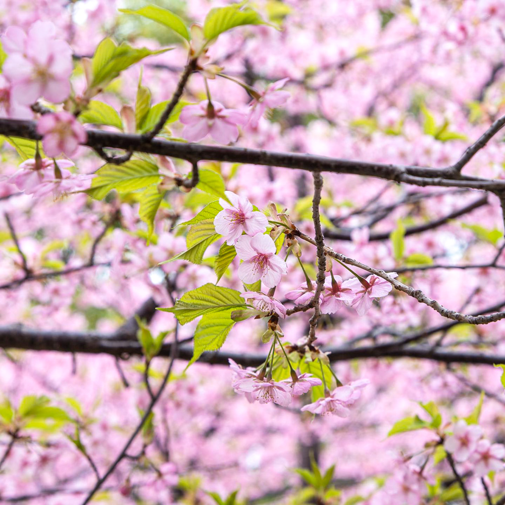 亀山サンシャインパーク ・河津桜、2月春の花、三重県亀山市の観光・撮影スポットの名所