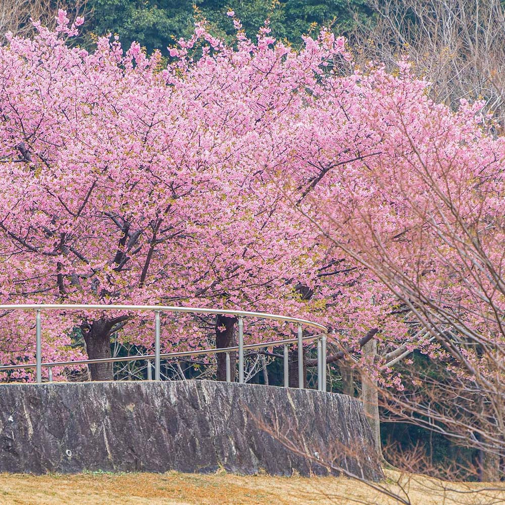 亀山サンシャインパーク ・河津桜、2月春の花、三重県亀山市の観光・撮影スポットの名所
