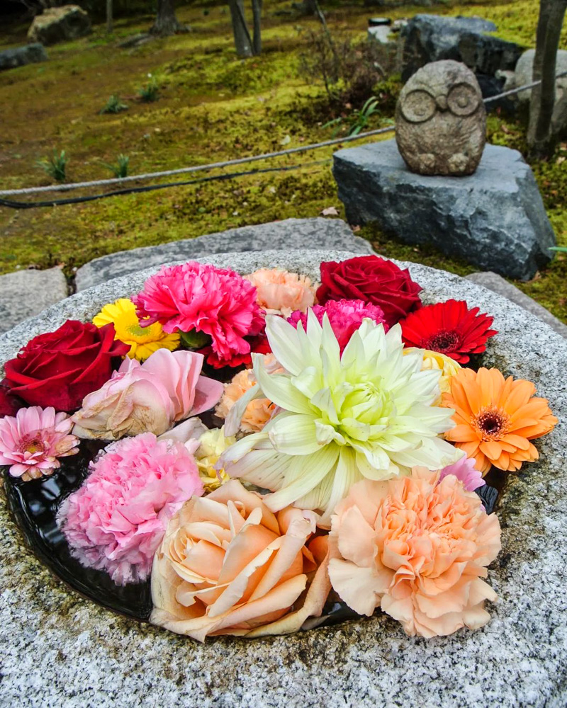 京都勝林寺 、花手水舎、2月冬、京都府京都市の観光・撮影スポットの名所