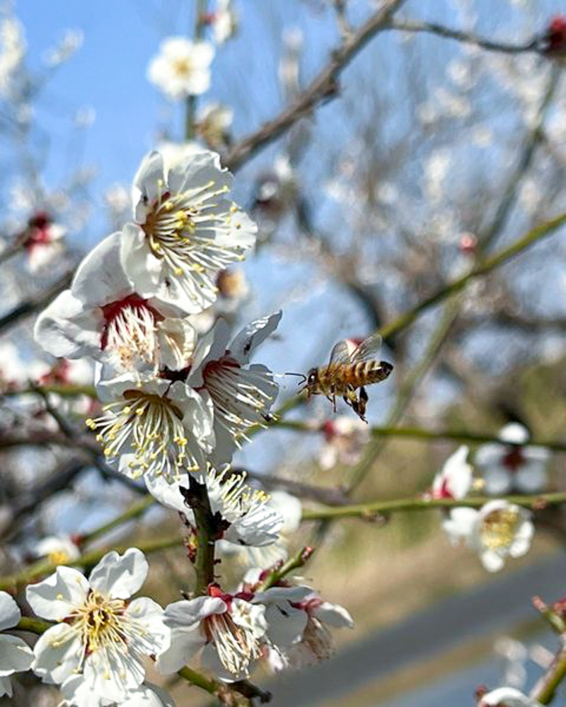 南濃梅園、2月春の花、岐阜県海津市の観光・撮影スポットの画像と写真