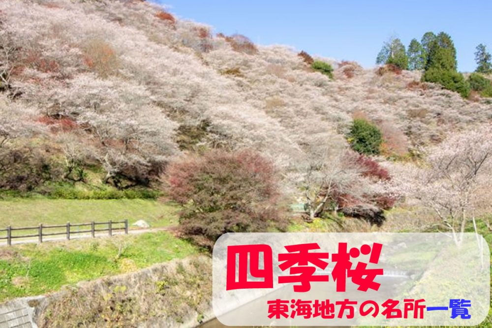 四季桜の観光・撮影スポットの名所・愛知県「四季桜の名所」