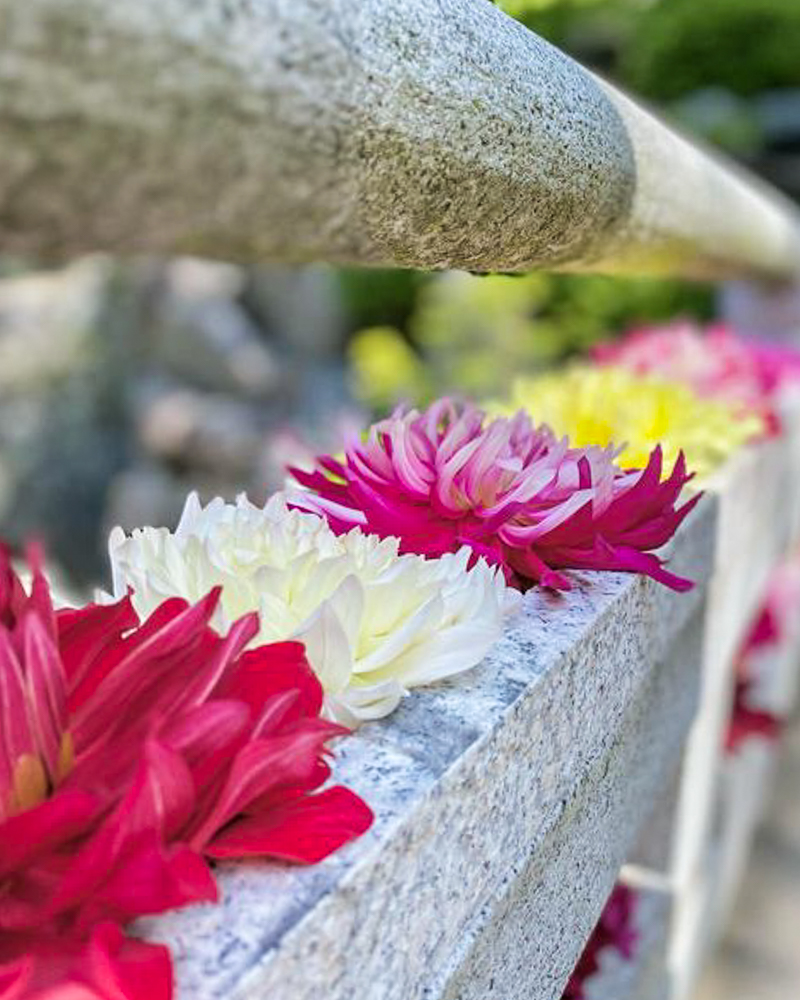 岡寺、花手水舎、ガーベラ、4月春、奈良県高市郡の観光・撮影スポットの名所