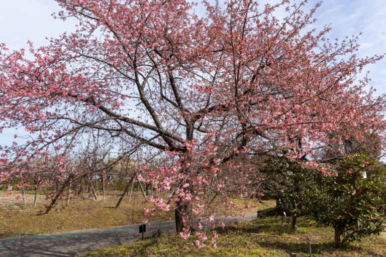 愛知県植木センター（梅まつり・河津桜）愛知県稲沢市の観光・撮影スポットの名所 | 東海カメラマップ