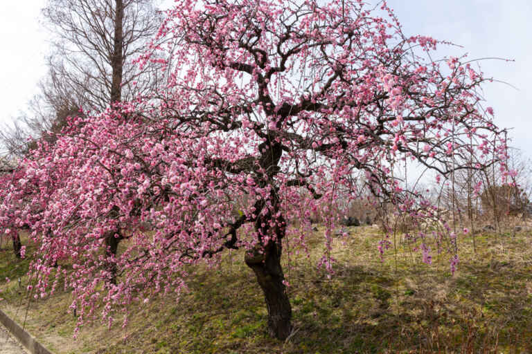 愛知県植木センター（梅まつり・河津桜）愛知県稲沢市の観光・撮影スポットの名所 | 東海カメラマップ