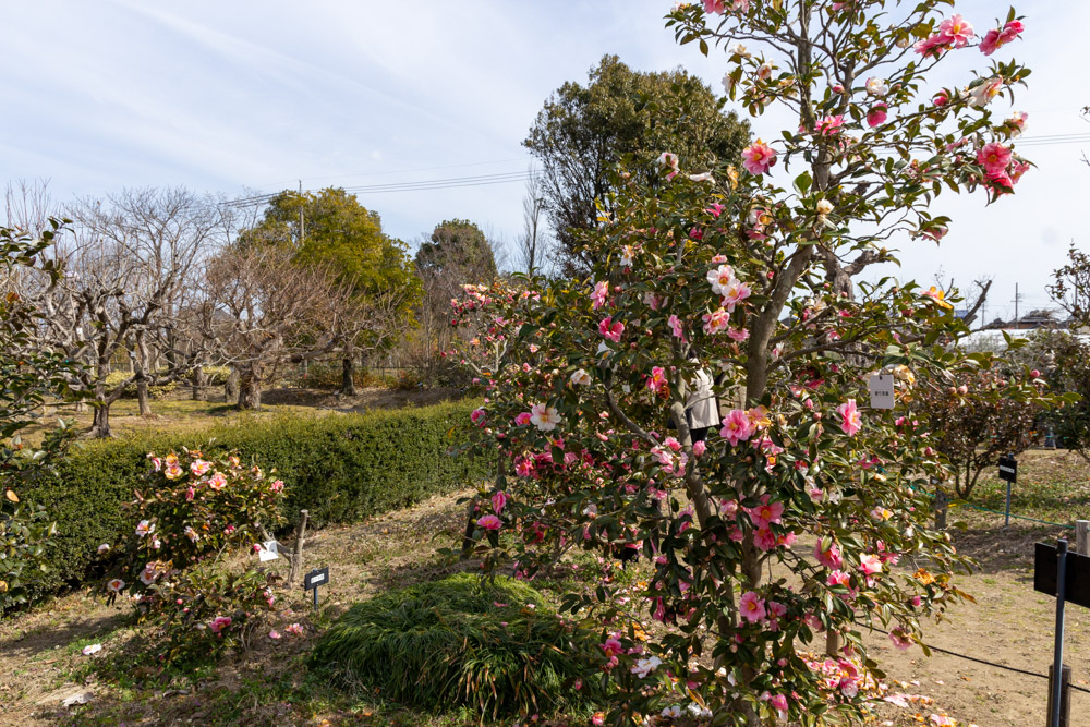 愛知県植木センター、椿、3月春の花、愛知県稲沢市の観光・撮影スポットの名所